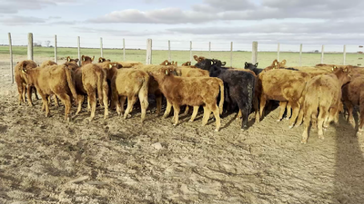 Lote 36 TERNEROS/AS