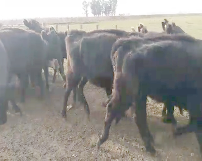 Lote 37 Vacas de invernar en Tapalqué, Buenos Aires