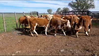 Lote 13 Terneras 13 HE 181kg -  en PATITAS