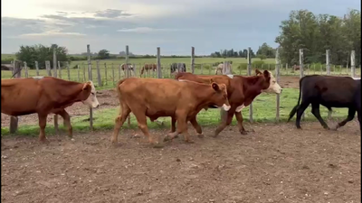 Lote NOVILLOS 2 A 3 AÑOS