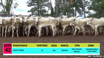 Lote LOTE 42 - 55  VAQUILLAS CBO 1