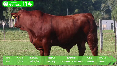 Lote LOTE 14