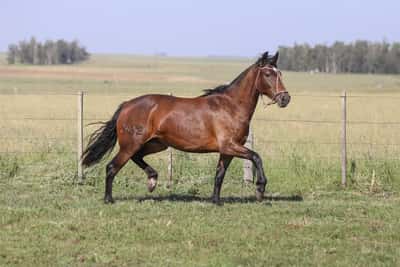 Lote DEL SILENCIO TIJERETA II
