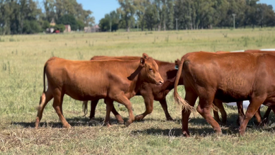 Lote 10 Vaquillonas C/ gtia de preñez en Lincoln