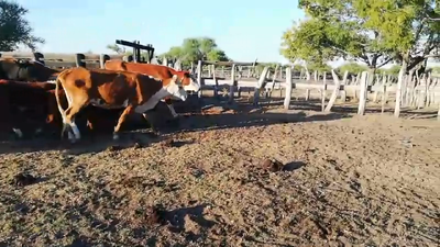 Lote 42 Vacas nuevas C/ cria en Federal, Entre Ríos