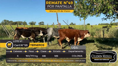 Lote 6 Terneros en La Horqueta, Colonia