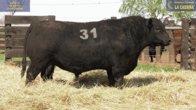 Lote TOROS ANGUS PURO CONTROLADO