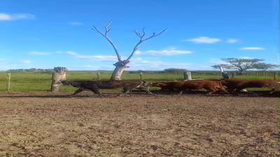 Lote 19 Terneros/as