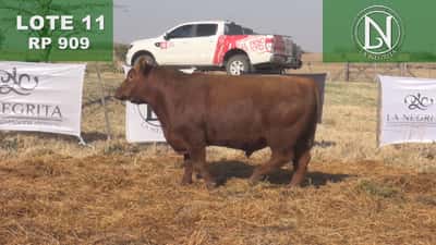 Lote TORO PC ANGUS COLORADO - RP 909