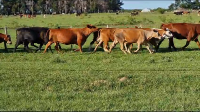 Lote 55 Vacas medio uso C/ gtia de preñez en Esquina, Corrientes