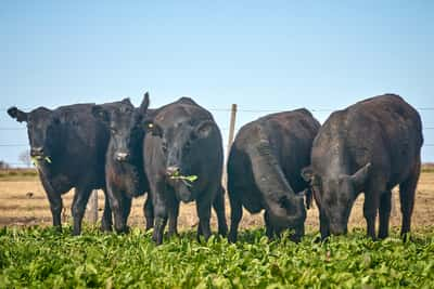 Lote "ME KEN" Vaquillas con cria