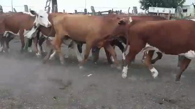 Lote 60 Vacas CUT preñadas en Federal, Entre Ríos