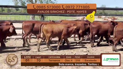 Lote (Vendido)70 Terneros Cbo 4 216kg - , Presidente Hayes