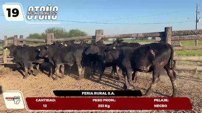 Lote LOTE 19