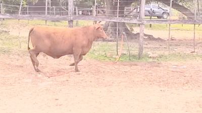 Lote Vaquillas Brangus 356kg -  en Cnel. Oviedo