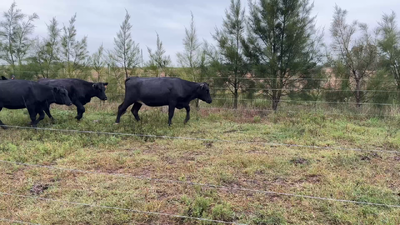 Lote VAQUILLONAS 1 a 2 AÑOS