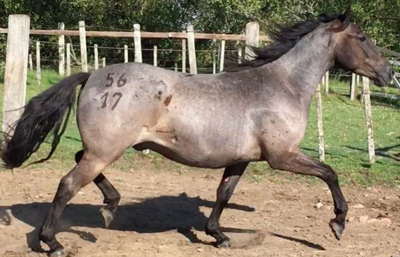 Lote Kalanchoe La Invernada