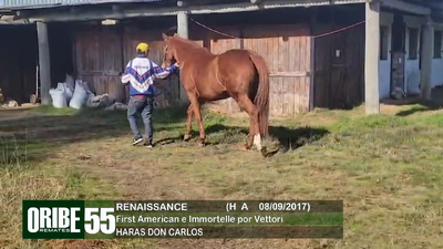 Lote Lote 55