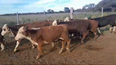 Lote 51 Terneros/as Braford y sus cruzas en Felicia, Santa Fe