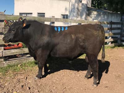 Lote LOTE 7