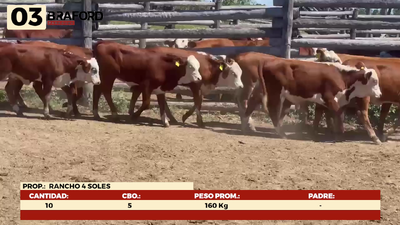 Lote LOTE 3