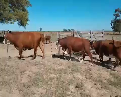 Lote 28 Vacas de invernar en Corrientes, Chavarría