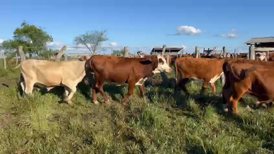 Lote 120 Terneros