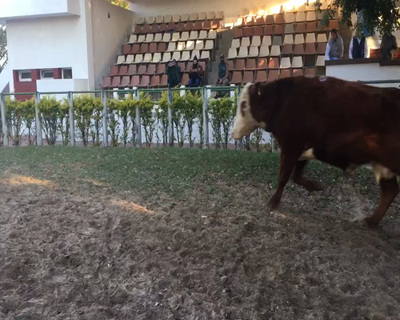 Lote 5 Vacas  en Esquina, Corrientes
