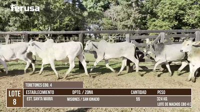 Lote LOTE 8