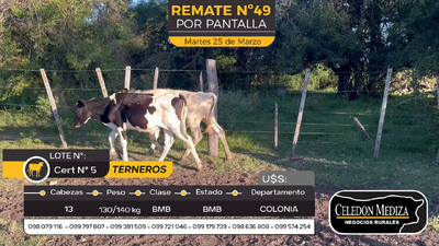 Lote 13 Terneros en Artilleros, Colonia