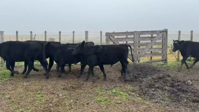 Lote TERNEROS