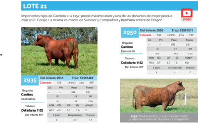 Lote Lote 21