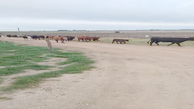 Lote (Vendido)22 Vaca Angus y Caretas 420kg -  en Paraje Estanzuela