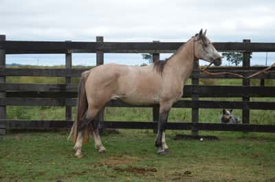 Lote Ñancu Esperanza