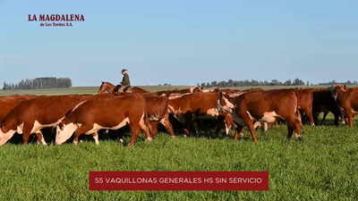 Lote 2 - Vaquillonas Generales HS