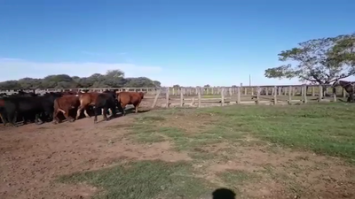 Lote 45 Vacas Preñadas Braford en Esquina, Corrientes