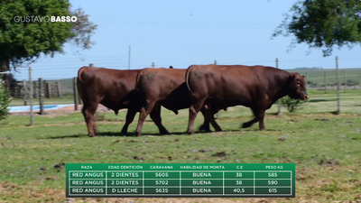 Lote 3 Toros, Cerro Largo