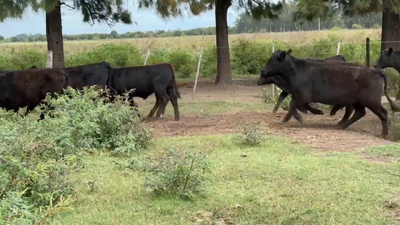 Lote 120 Terneros