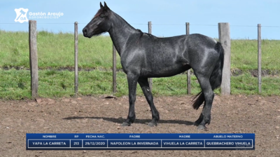 Lote YAPA LA CARRETA