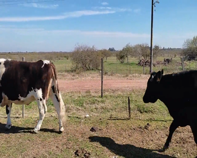 Lote (Vendido)2 Vacas de Invernada 1 AA XHO Y 1 NO 455kg - , Colonia
