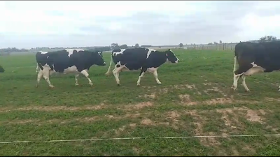 Lote 16 Vacas de Invernada Holando en Arroyo Llano