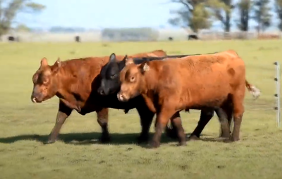 Lote 3 Toros PPI 2 años