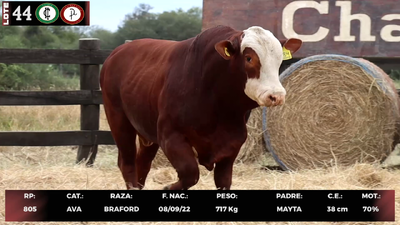 Lote LOTE 44