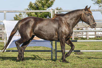 Lote ESLORA SAN TELMO