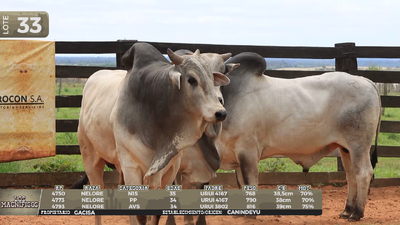 Lote LOTE 33