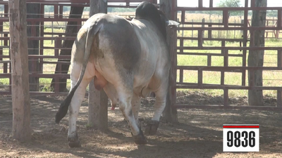Lote Brahman