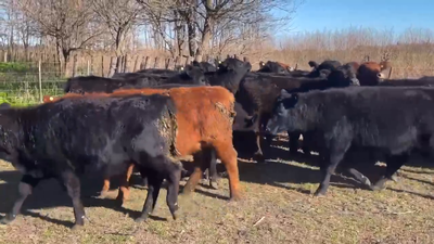 Lote 23 Terneras en Gral. Paz, Buenos Aires