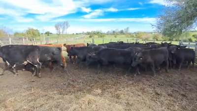 Lote NOVILLOS 1 A 2 AÑOS