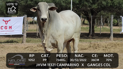 Lote LOTE 13