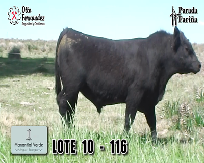 Lote LOTE 10